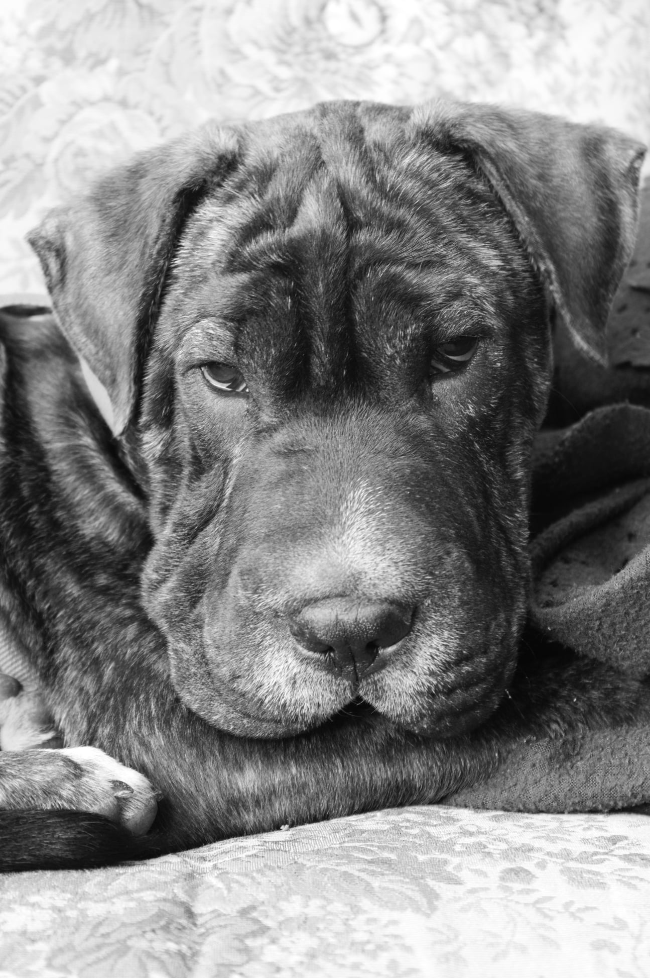 Bronny, el perro de la familia, posando en un entorno natural.